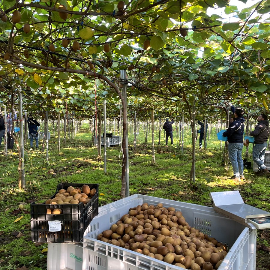 Raccolta del kiwi Moccia