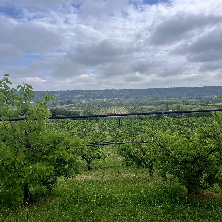 Campo di percoche Moccia