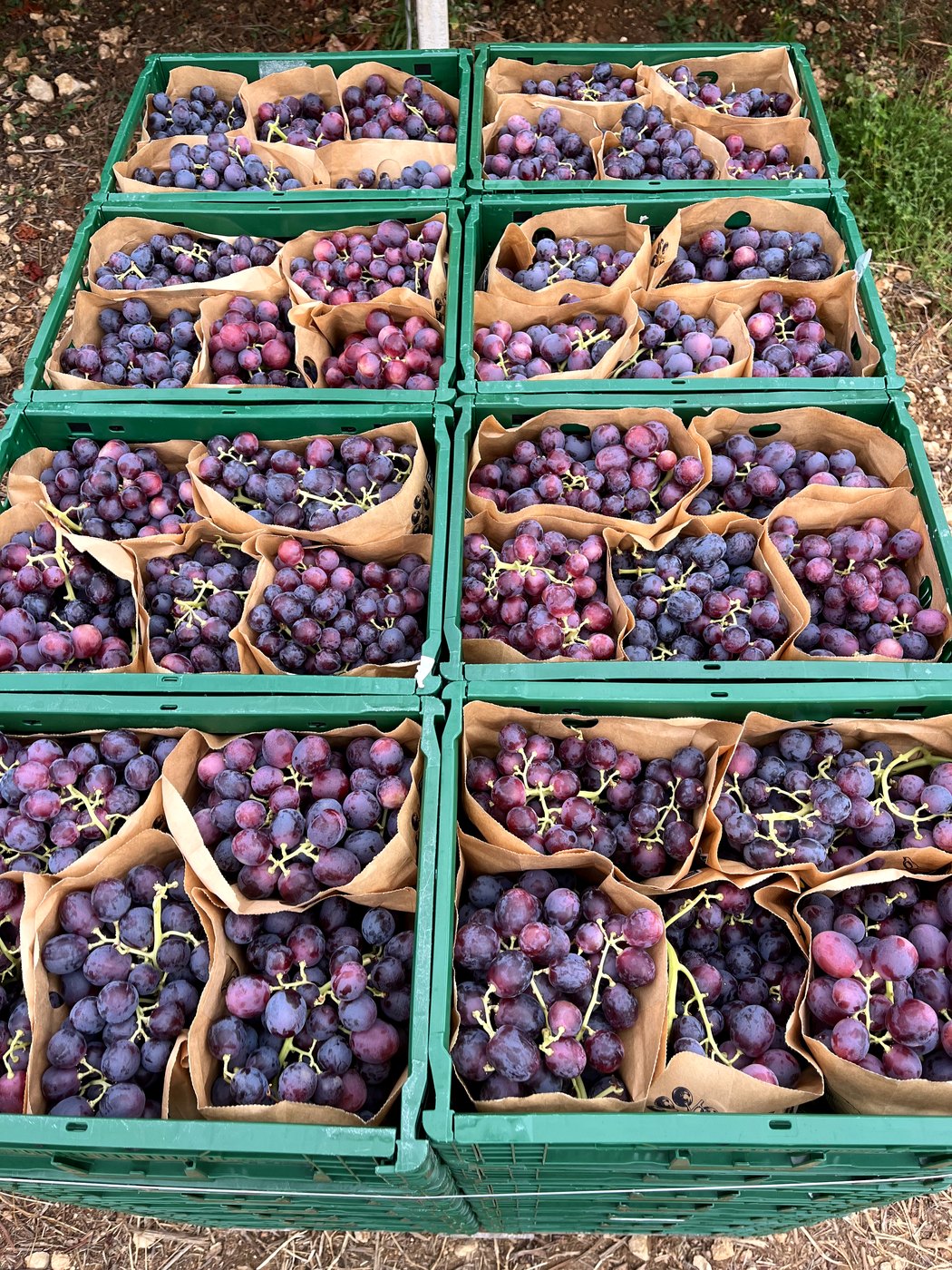 Uva rossa appena raccolta