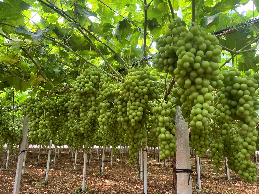 Grappoli di uva bianca