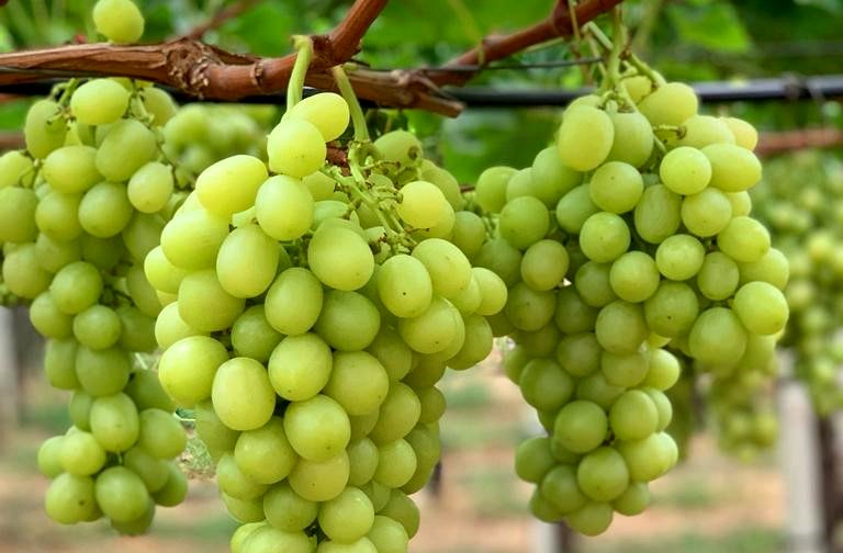 Uva varietà Italia sui filari Moccia