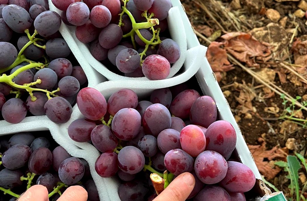 Grappolo di uva rossa appena colto