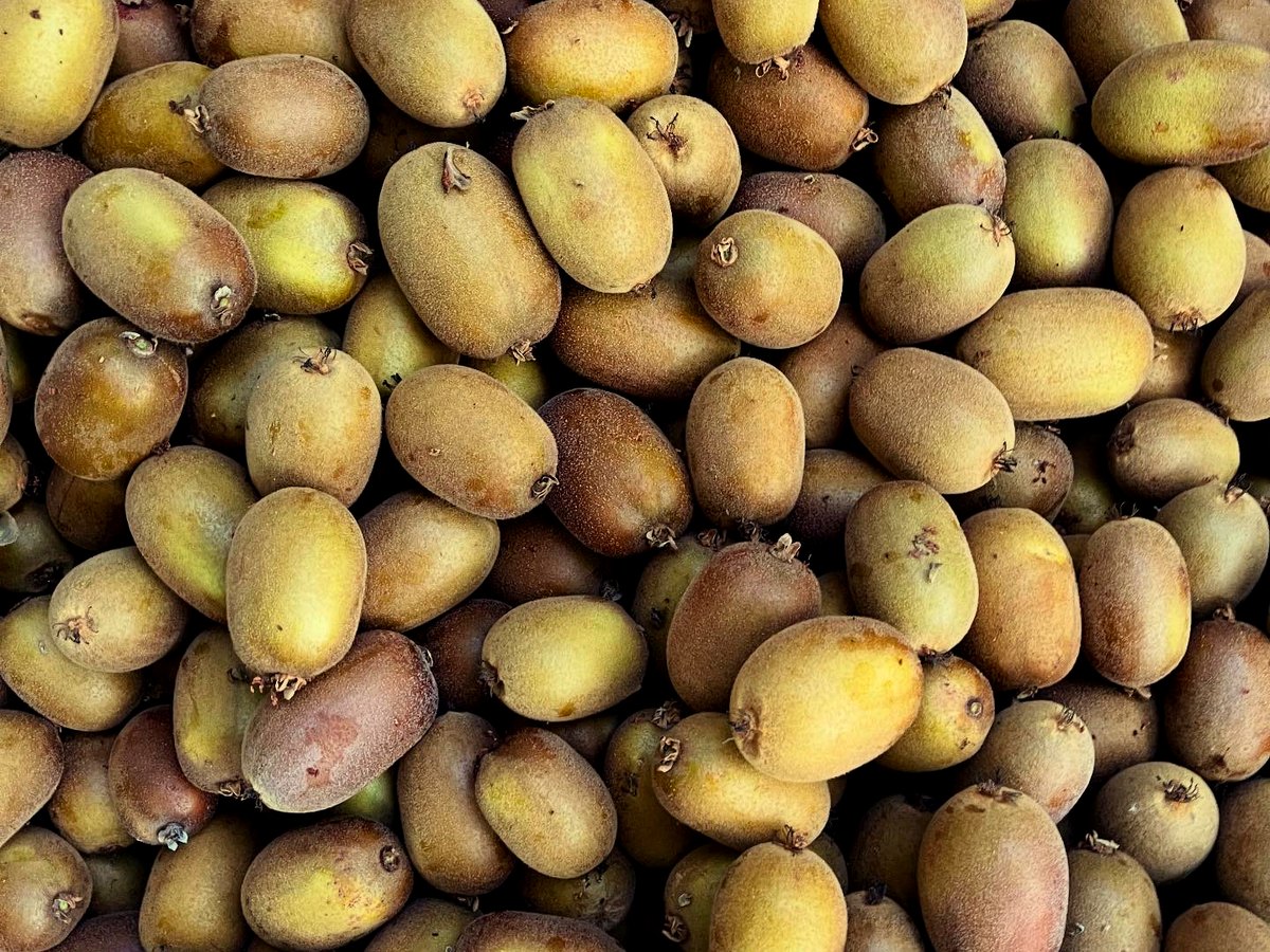 Kiwi giallo Moccia