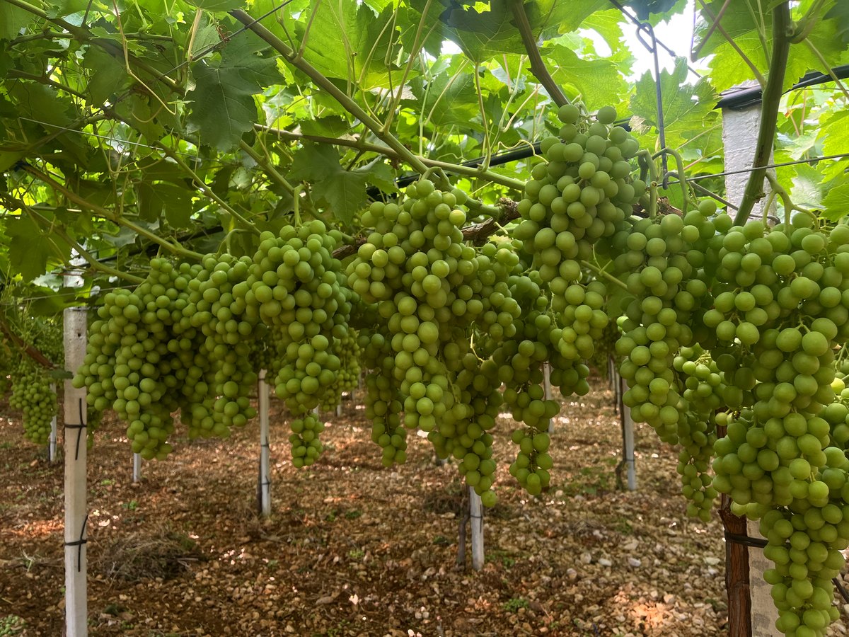 Uva da tavola Moccia sui filari